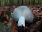 Földtoló galambgomba (Russula delica), Budai-hegység